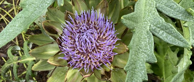 Le jardin du 5 Novembre