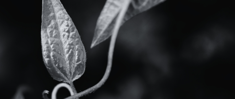 Toi l’Etrangère, debout