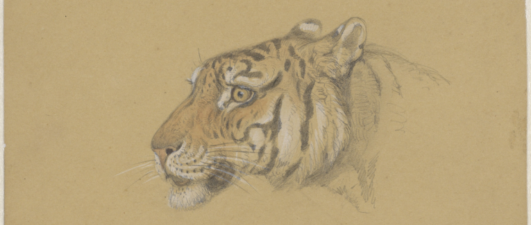 Le tigre qui s'était déguisé en chat