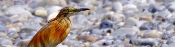 Qq oiseaux (2)