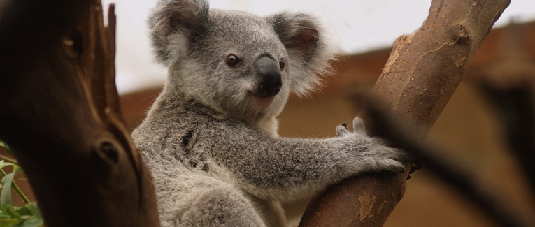 Les koalas sont des pervers polygames