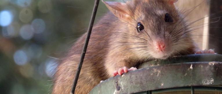 Jeux de mots rats portés