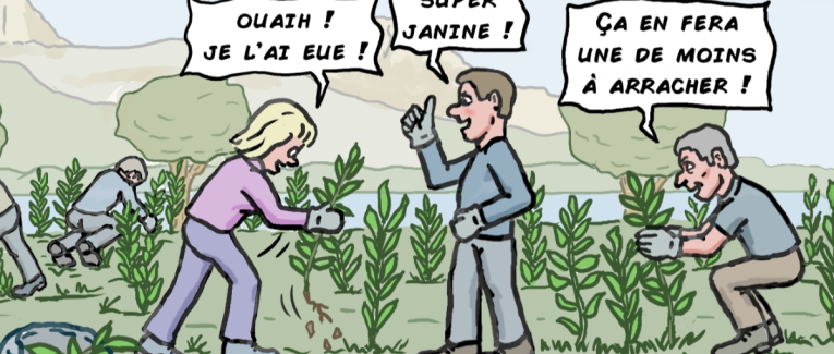 Attention, plantes invasives !