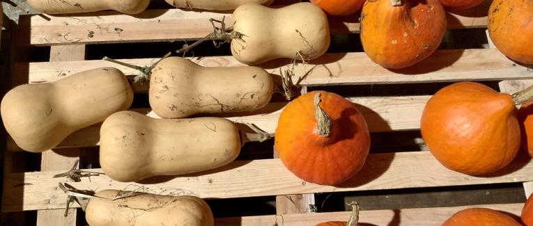 Le jardin gourmand du 16 Novembre 
