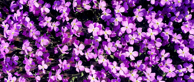 Comme une fleur