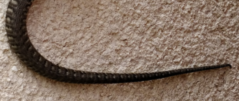Lézardage