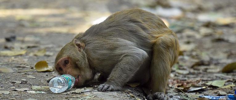MONKEYS CONSPIRACY SCANDAL (liars, impostors, and States Corruption)
