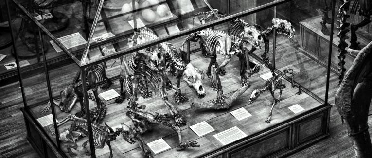 Travail photographique : Dinosaures