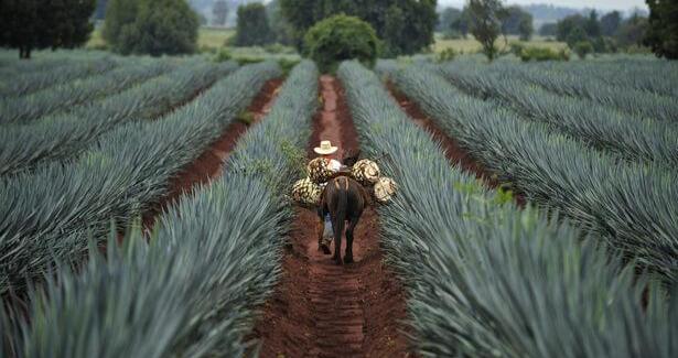 l'AGAVE Bleue