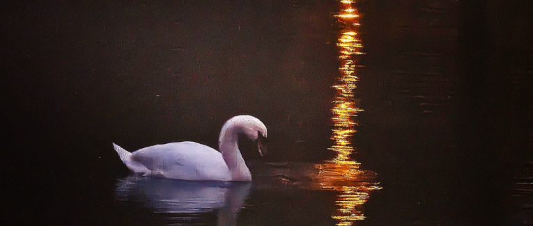Sous le regard du cygne