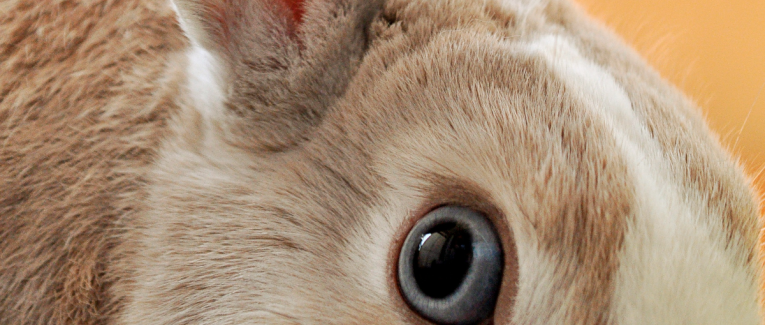 🐰 Lundi ordinaire