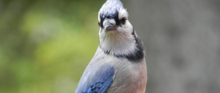 Chanter (micropoésie)