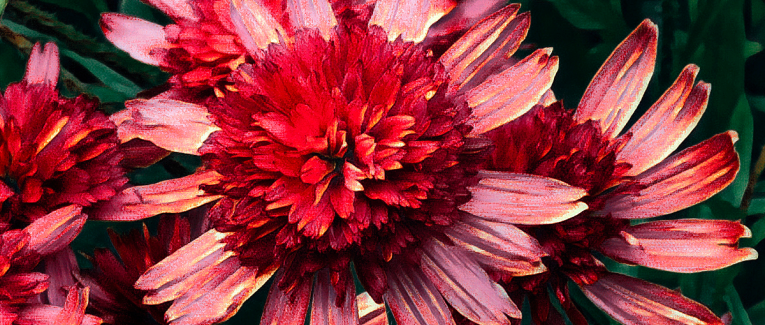 Fleurs du midi, fleurs de rubis.