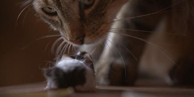 Jouer au chat et à la souris