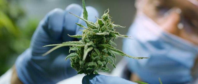 Le cannabis et la journée du cannabis : Le Cannabis Day