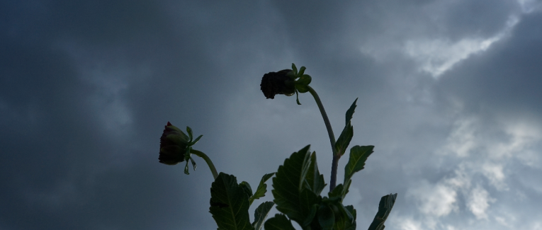 Mensonge du coeur