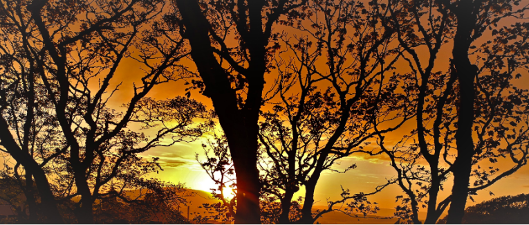 Le chant de l’arbre amazonien