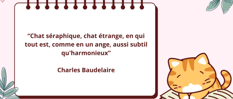 Le chat et l'écrivain