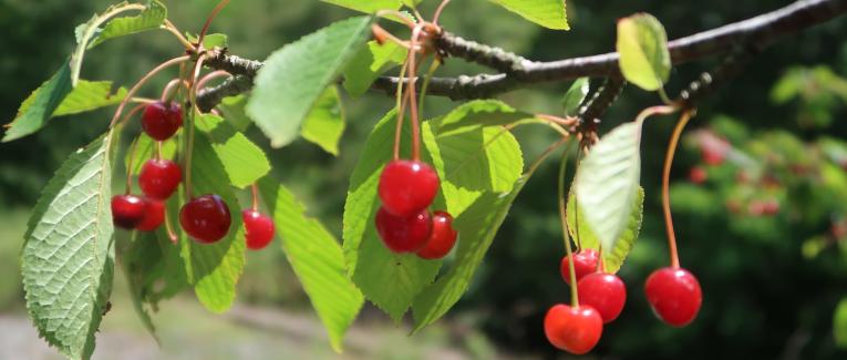 Le temps des cerises
