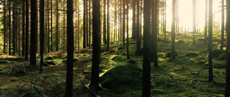Un débat inédit pour la journée internationale des forêts à Montner