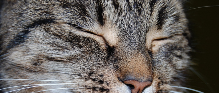 La mort du chat,