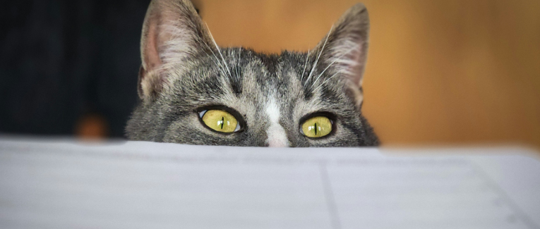 Le P'Tit Atelier - programme 2026