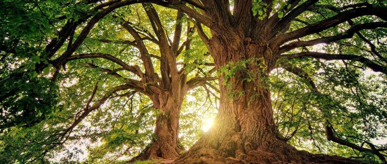 Au pied de mon arbre
