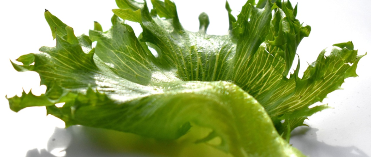 Rien que des salades !