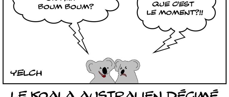Koalas et mal d'amour