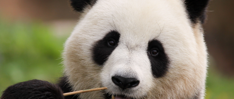 Le Panda de la République