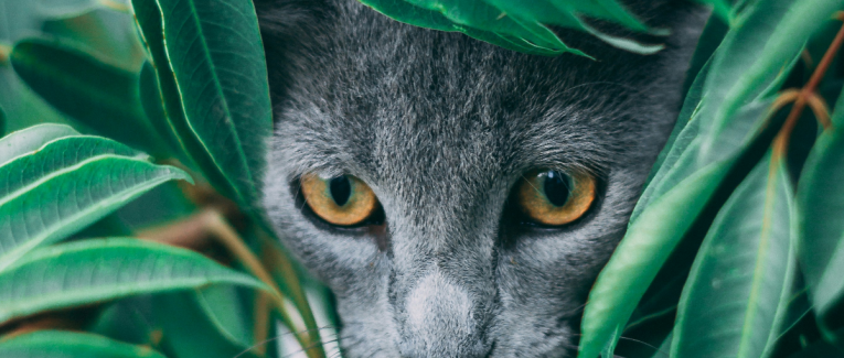 À la chasse