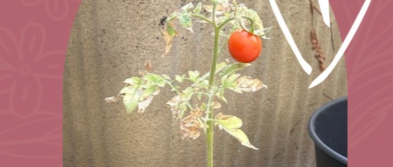 Tomate du jour 🍅
