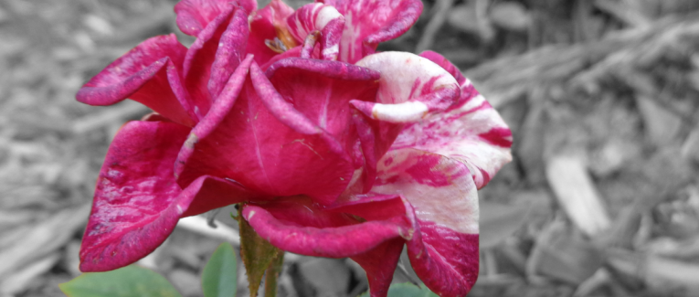 Flora Chapitre 17
