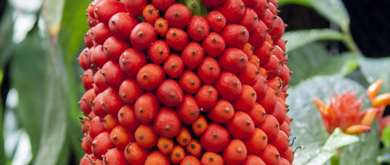 Arum