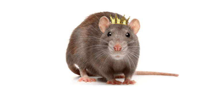 Chapitre XX : "L'attaque du Roi des Rats"