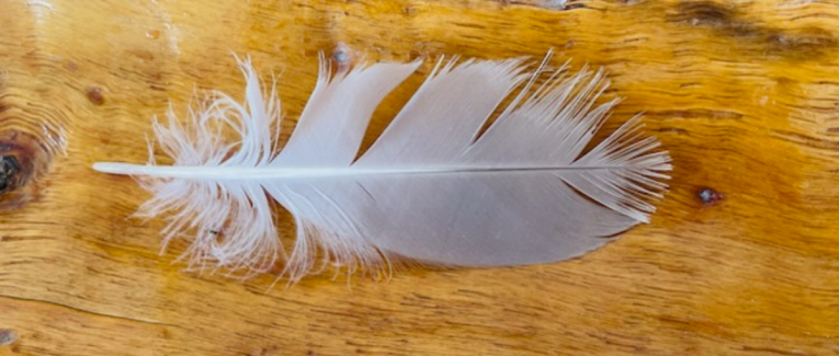 Plume au vent