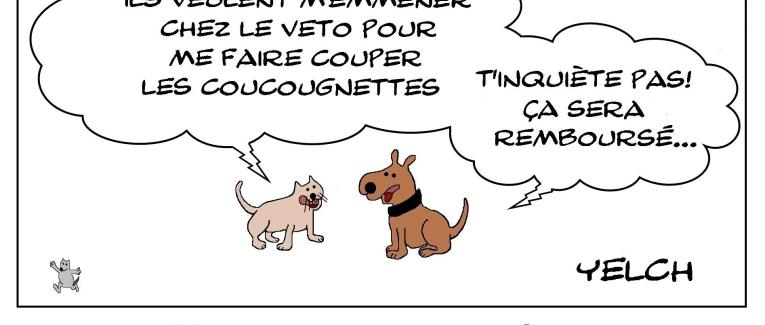 Mutuelles pour animaux de compagnie