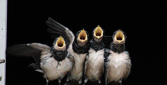 Faire comme l'oiseau