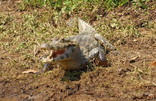 Swimming with Alligators and Pirhanas