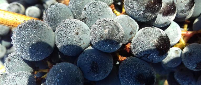 Buvons du vin rouge pour lutter contre les virus mutants