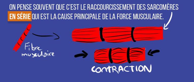 Les costamères et la transmission de force latérale