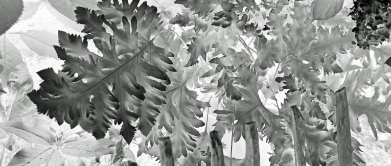 Le silence des plantes