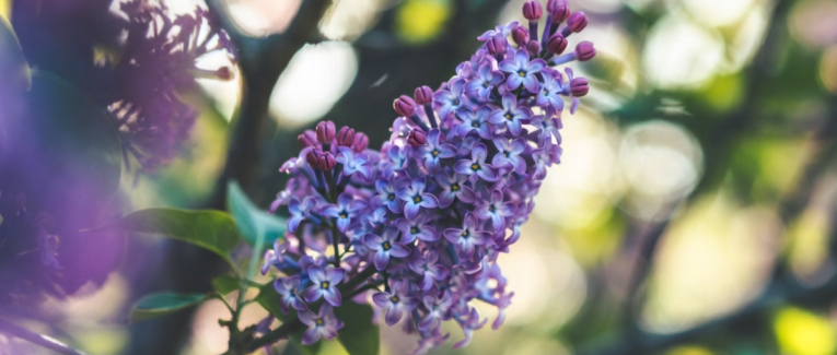 La chanson d’Alexandre.