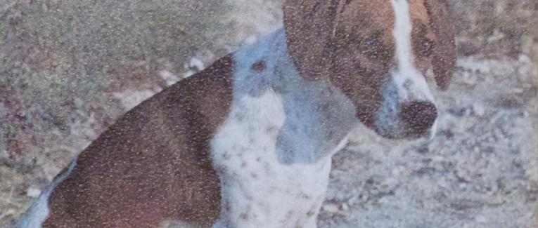 Cave canem