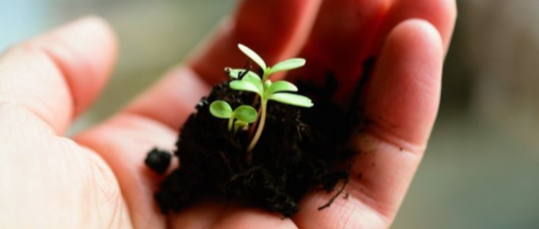 Are You Fortunate to Have A Green Thumb?