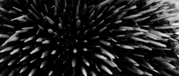 Épisode 4 : Là où ça pique