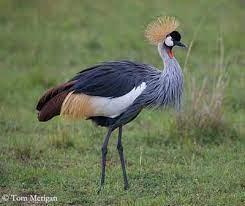 Grue