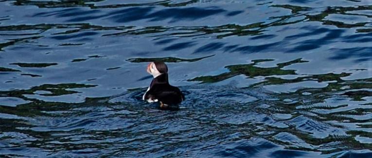Le clan Mac Areux sur les falaises du Caithness