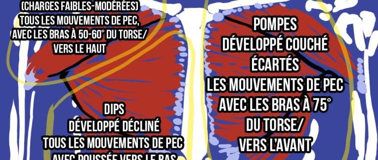 Les pectoraux