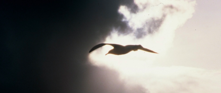 Le beau sourire sous le masque…